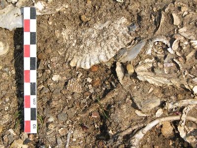 Un amas coquillier du Mésolithique : Beg-er-Vil Fouilles 515_htmlarea_actu_13160_1