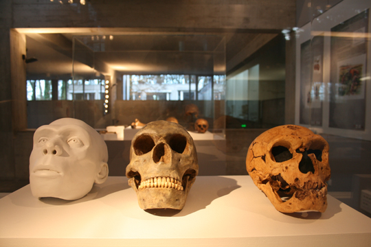 201502_nemours_neandertal