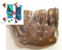 201502_paris_these_fossilisation_apatite