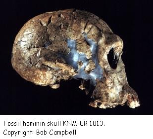 201510_london_human_evolution