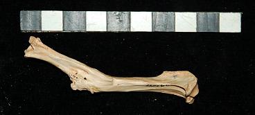201605_budapest_animal_palaeopathology