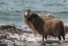 201604_Kirkwall_environmental_archaeology