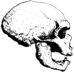 logo_paleoanthropology_society
